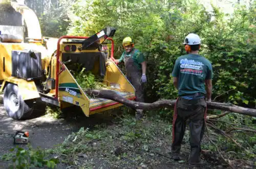 tree services Lucas Valley-Marinwood